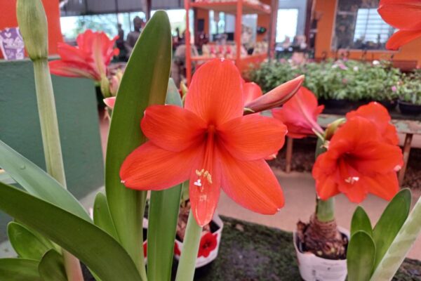 Amarilis / Açucena - Essência Floral - Ódio