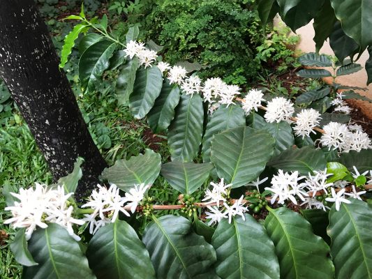 Café - Essência Floral - Teimosia